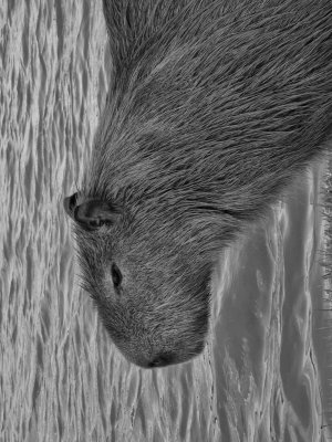 300 x 400 (portrait, grayscale)